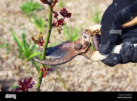 Man Cuts Off Shrub Roses Old Garden Shears Stock Photo Alamy