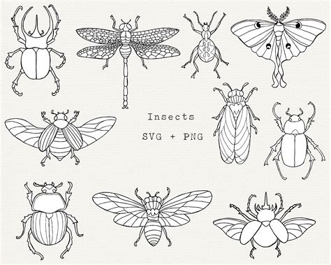 Insect Svg Insects Svg Bundle Insect Clipart Scarab Beetle Etsy Australia