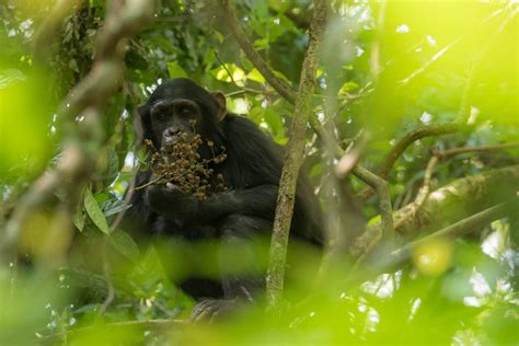 African Primates - Safari in Uganda - Pamoja Safaris