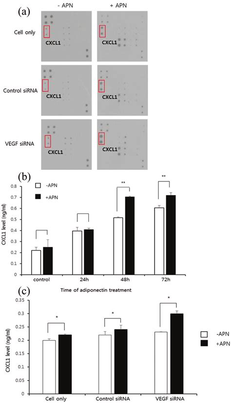 Cytokine Array And APN Induced CXCL1 A Cytokine Expression Array