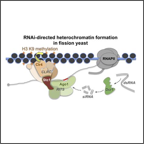 Stc A Critical Link Between Rnai And Chromatin Modification Required