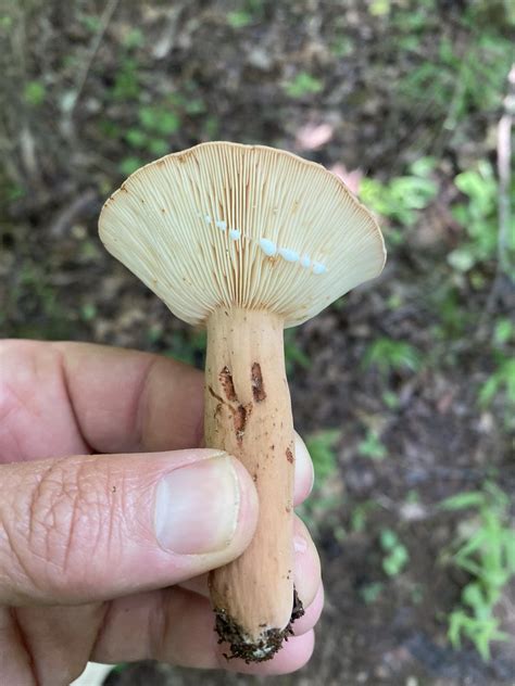 Weeping Milk Cap Lactifluus Volemus Northwest Arkansas S Flickr