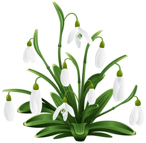 Snowdrop Flowers Blooms Plants PNG