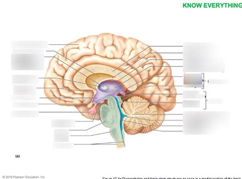 Diencephalon And Brain Stem Structures As Seen In A Medial Section Of