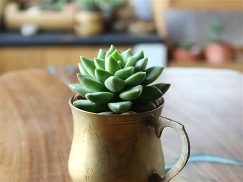 5 Signs Your Succulent Needs Less Water