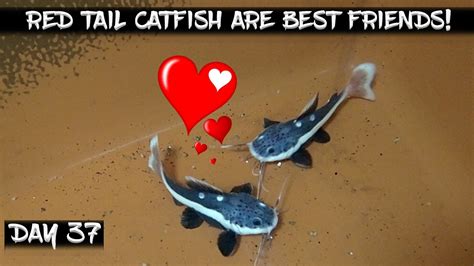 My Red Tailed Catfish Are Best Friends Day Daily Red Tail Catfish