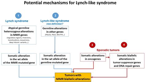 Cancers Free Full Text Lynch Like Syndrome Potential Mechanisms