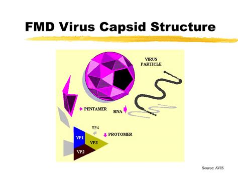 Ppt Foot And Mouth Disease From A Global Perspective Powerpoint