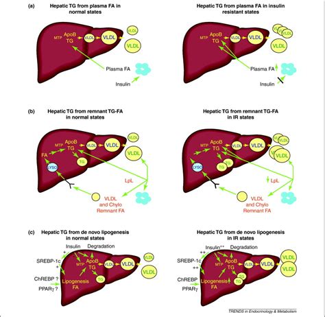 Vldl Metabolism