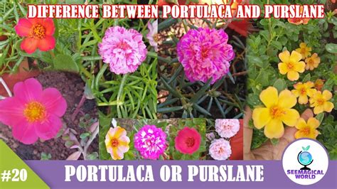 Difference Between Portulaca And Purslane Plant Varieties Of