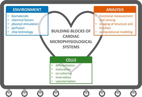 Frontiers Building Blocks Of Microphysiological System To Model