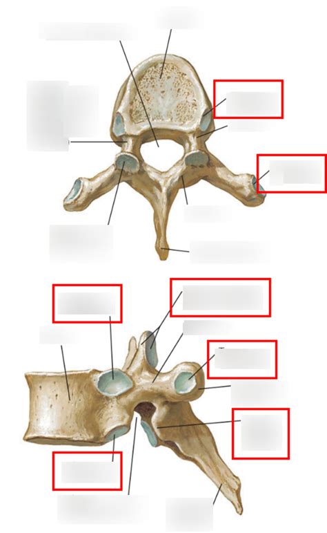 Vertebral Column Thoracic Vertebrae Labeling Diagram Quizlet