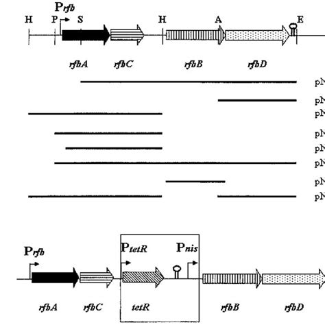 A Schematic Diagram Of Genetic Organization Of The Mg1363 Rfbacbd Download Scientific Diagram