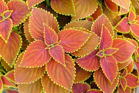 Colorful Coleus A Garden Must Have