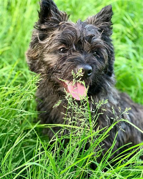 Good Summer Walking Cairnterriers Cairns Instacairn