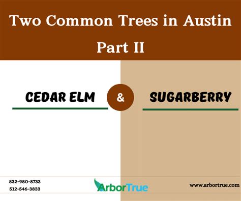 Two Common Trees In Austin Cedar Elm And Sugarberry Part Ii