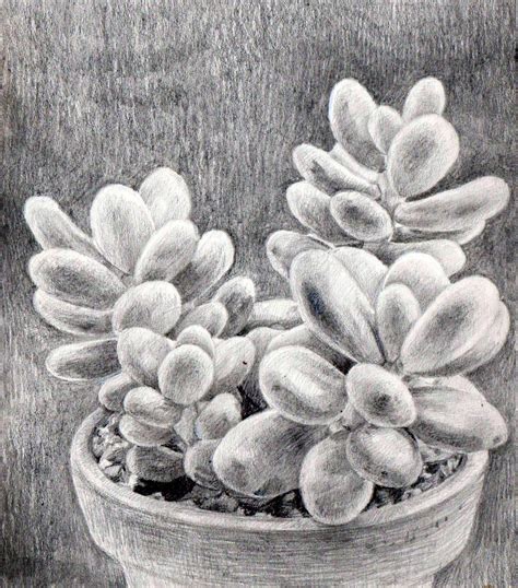 Succulent Sketch At Paintingvalley Explore Collection Of