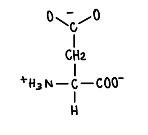 Negatively Charged Amino Acids Flashcards | Quizlet