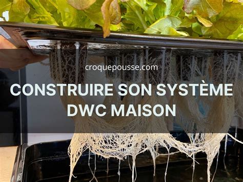 Comment Construire Son Syst Me Hydroponique Dwc Maison Croquepousse