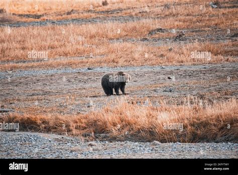 Grizzly Bear In Yellowstone National Park Stock Photo Alamy