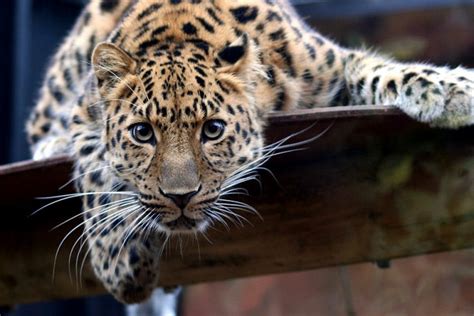 Artenschutz durch Zoos | zoosmedia