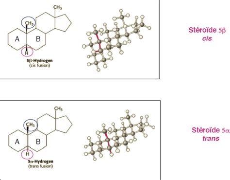 Stérols substituants alpha et bêta UE1 Biomolécules Tutorat