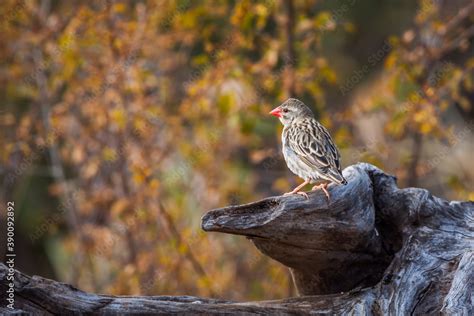 Red Billed Quelea Standing In A Log With Fall Color Background In