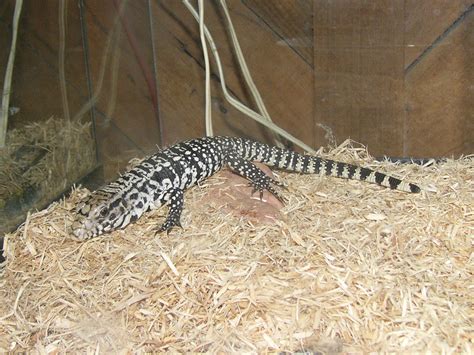 The Online Zoo Argentine Black And White Tegu