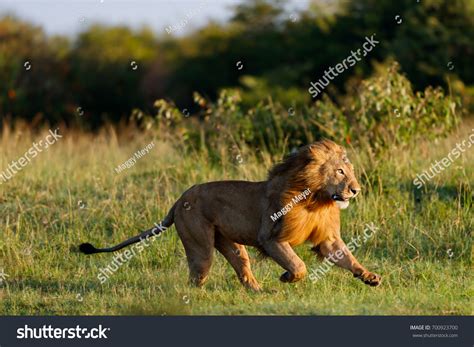 6,924 Lion Running Images, Stock Photos & Vectors | Shutterstock