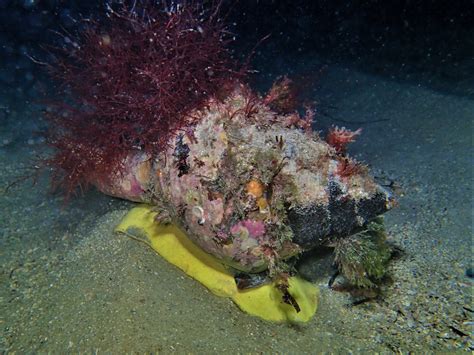 The Biggest Snail In The World Is A Nearly Meter-Long Australian ...