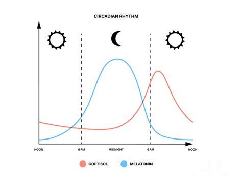 Sleep Wake Cycle Photograph By Pikovit Science Photo Library Fine