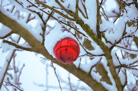 Kostenlose Foto Baum Natur Ast Schnee Winter Vogel Licht Wei