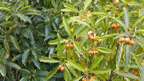 sweet pittosporum