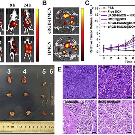 In Vivo Fluorescence Imaging Of PC3 Tumor Bearing Nude Mice At