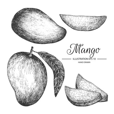 Mango Sketch at PaintingValley.com | Explore collection of Mango Sketch