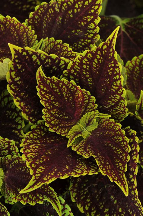 Sun Coleus Wholesale Bedding Plants Hybels Inc