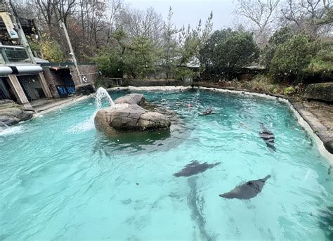 California Sea Lion Exhibit Zoochat