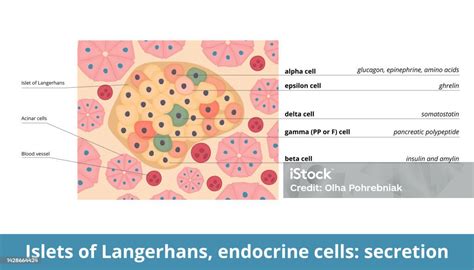 Islets Of Langerhans Endocrine Cells Secretion Stock Illustration ...