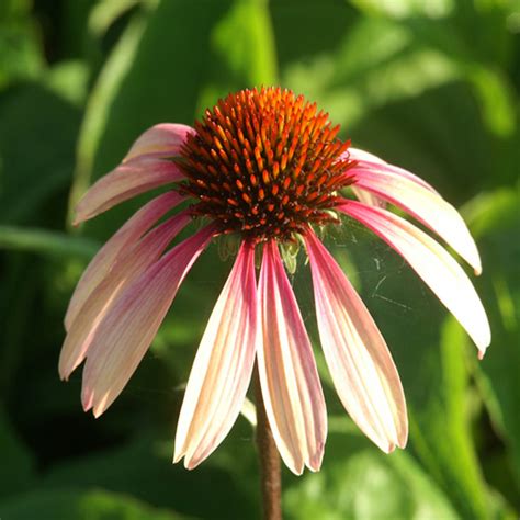 Plantes Vivaces Echinacea Summer Sky ® Rudbeckia Pourpre En Vente