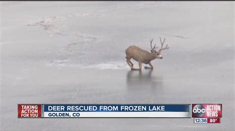 Deer On Frozen Ice Rescued Youtube