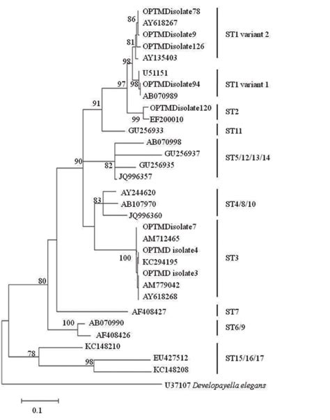 Phylogenetic Tree Of Subtypes Of The Ssu Rrna Gene Sequences