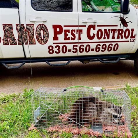 Camo Pest Control Texas Pests Exterminator