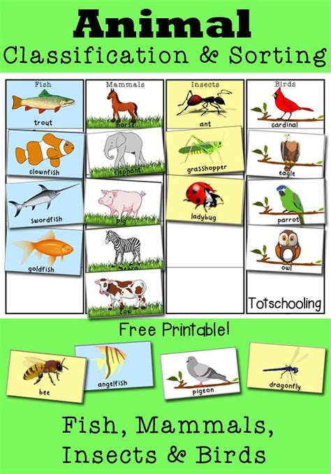 Wonderful Animal Classification Activities For Preschoolers Princess ...