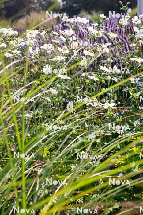 Anemone Hupehensis Var Japonica