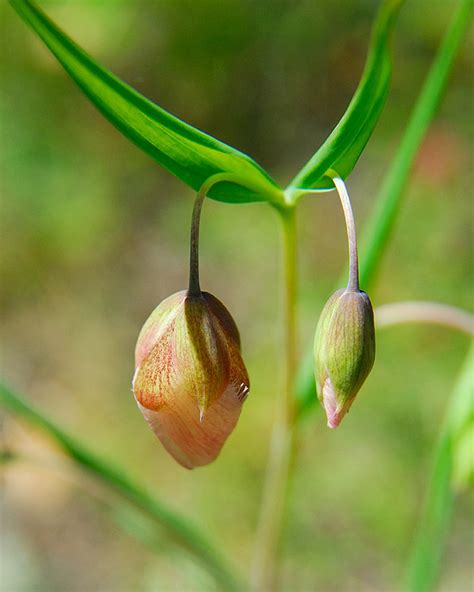 Calochortus albus | Curbstone Valley