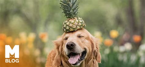 Köpekler Ananas Yer mi Markamama