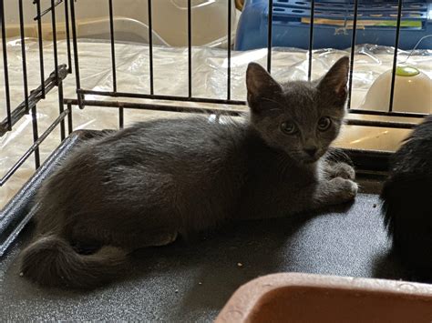 Smokey – Astoria Cat Rescue