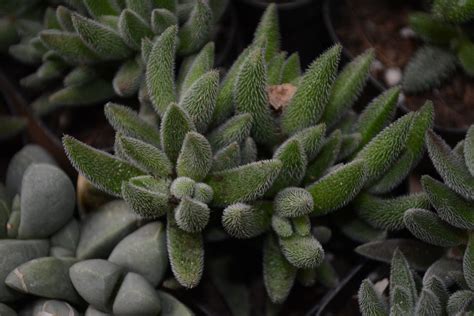 Crassula latissima Guía Completa