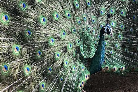 Spaulding Peacock And Midnight Black Shoulder Peahen