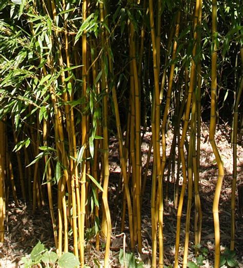 Giant Timber Bamboo Plant Cold Hardy To 15ºf Phyllostachys Etsy